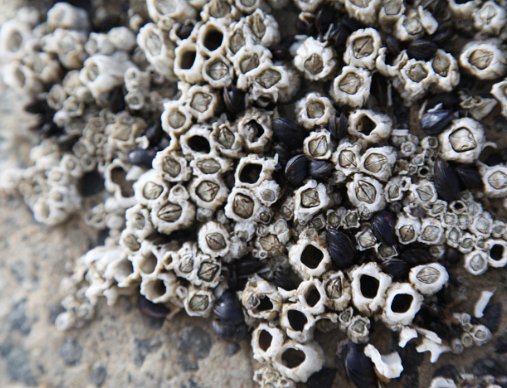 Muscheln, Steine, Felsen Detailaufnahmen von Muscheln, Steinen am Strand und Felsformationen - abstrakte, faszinierende Materialien